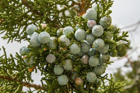 juniper berry co2 extract 2