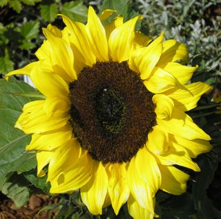 Sunflower Flower Essence